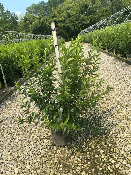 Spring Glory Forsythia shrub in a #3 container displayed on gravel at a nursery, showing dense green summer foliage.