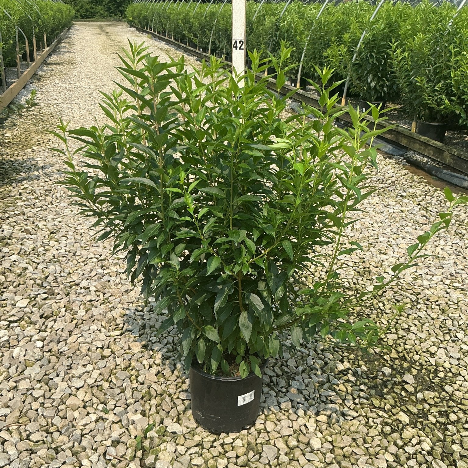Lynwood Gold Forsythia shrub in a #3 black nursery container displayed on a gravel bed at a plant nursery.