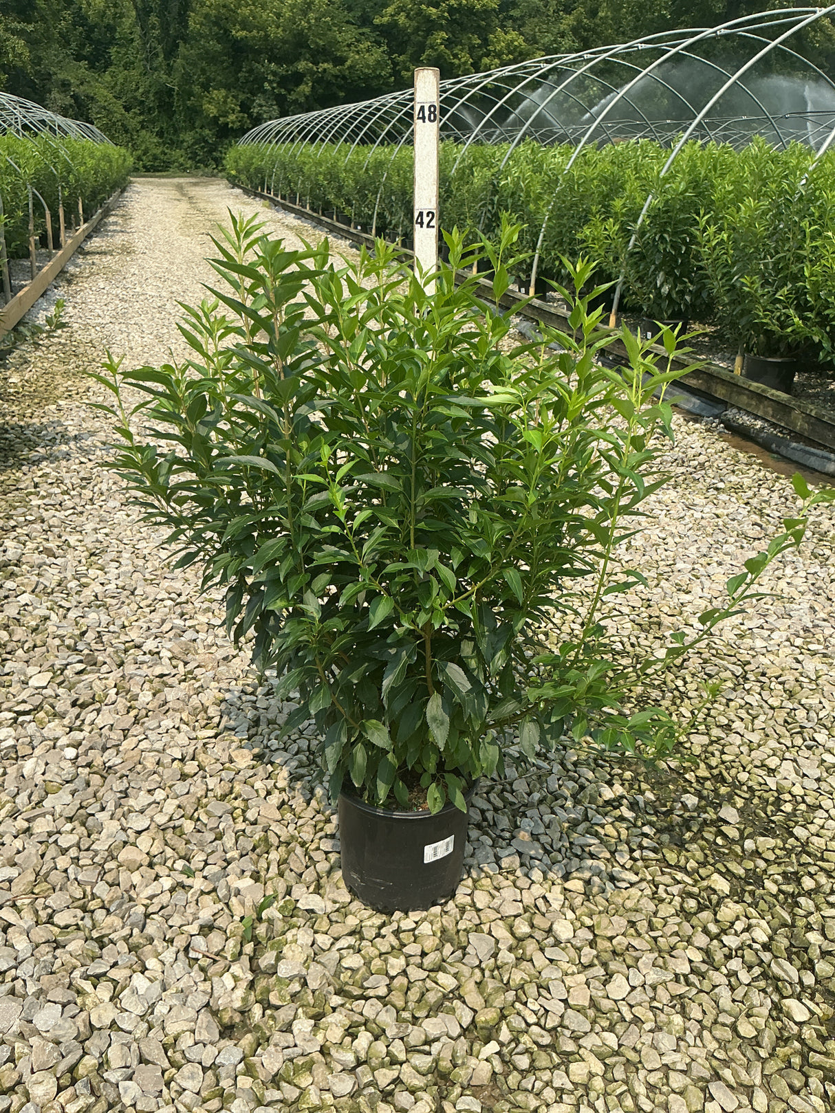 Lynwood Gold Forsythia shrub in a #3 black nursery container displayed on a gravel bed at a plant nursery.