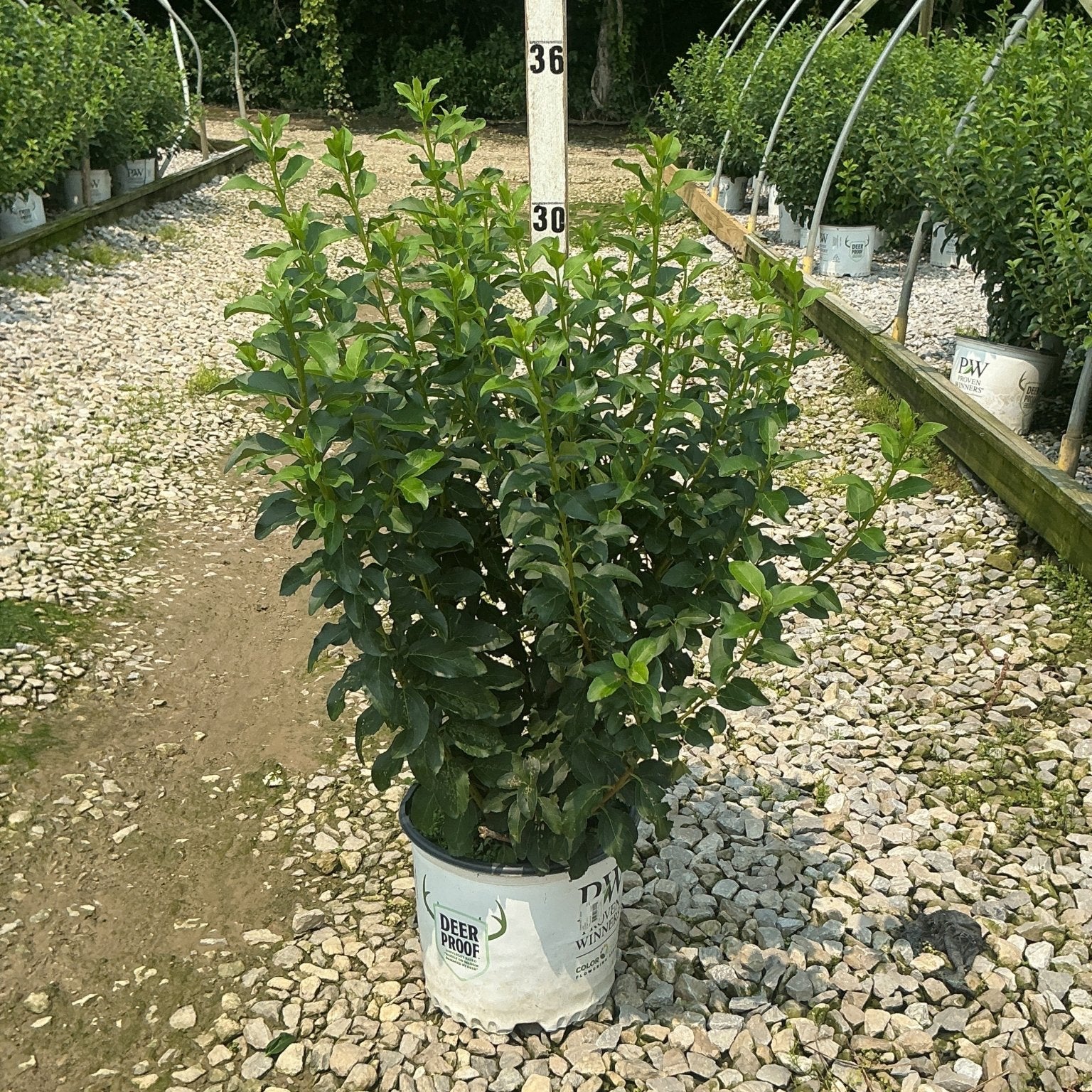 Show Off Forsythia shrub in a #3 container at a nursery, displaying dense green foliage reaching about 30 inches tall.