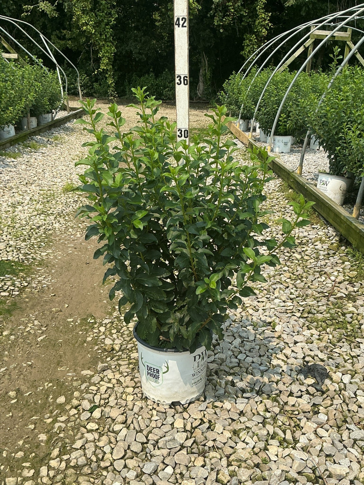 Show Off Forsythia shrub in a #3 container at a nursery, displaying dense green foliage reaching about 30 inches tall.