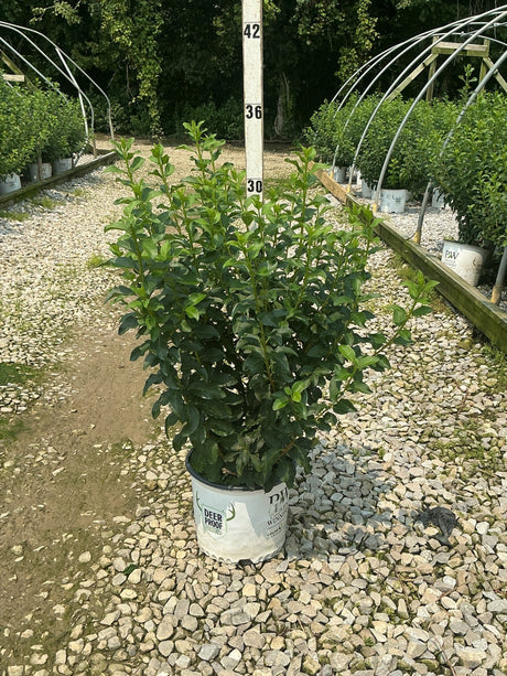 Show Off Forsythia shrub in a #3 container at a nursery, displaying dense green foliage reaching about 30 inches tall.