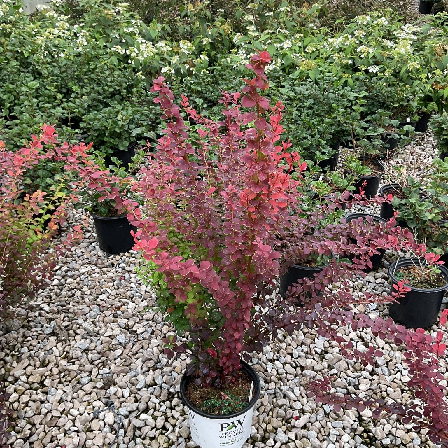Orange Rocket Barberry shrub with vibrant red-orange foliage in a Proven Winners container at a nursery.