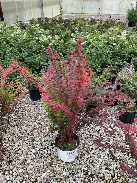 Orange Rocket Barberry shrub with vibrant red-orange foliage in a Proven Winners container at a nursery.