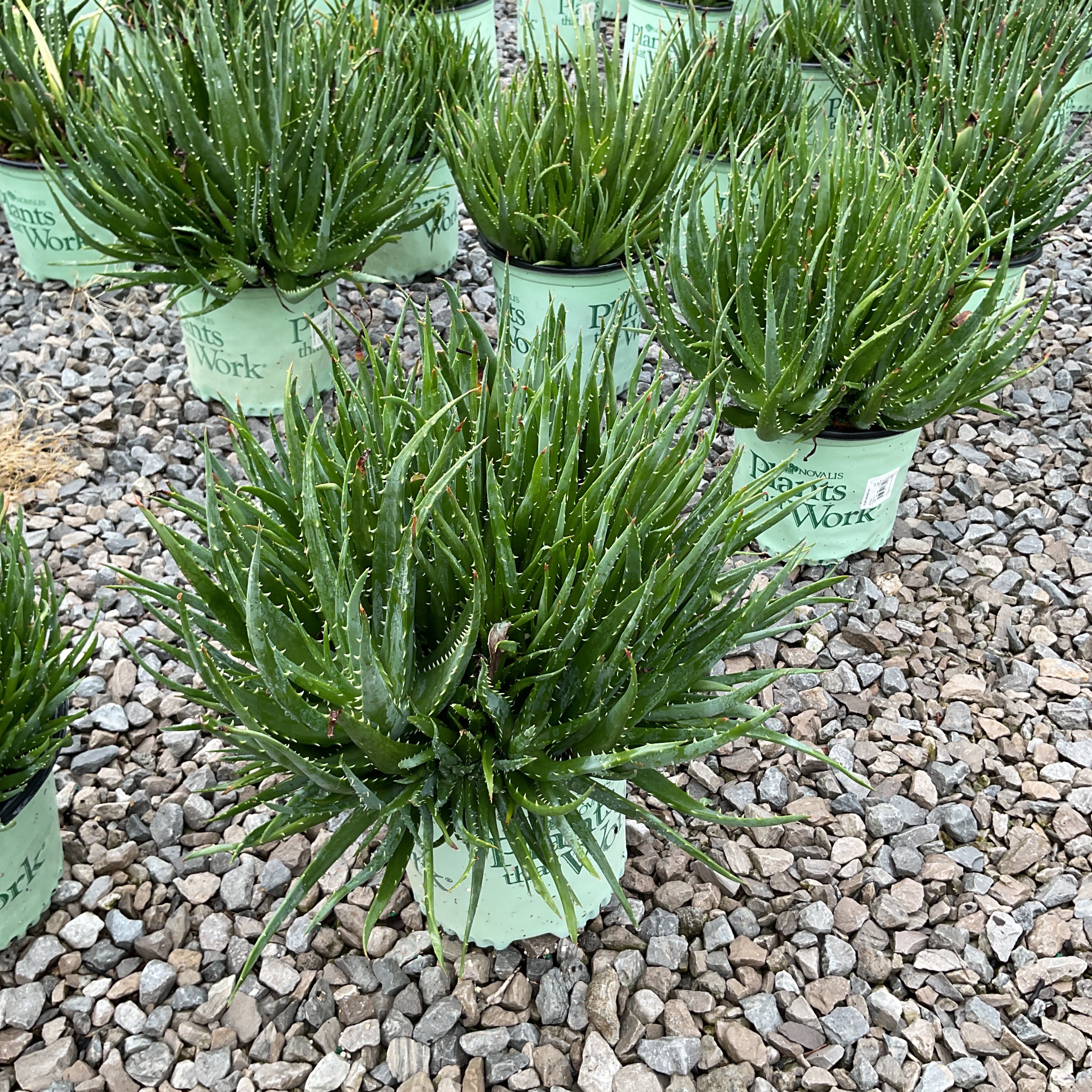 Hedgehog Aloe plants in nursery containers displayed on gravel, showing dense spiky green rosettes with serrated leaf edges.