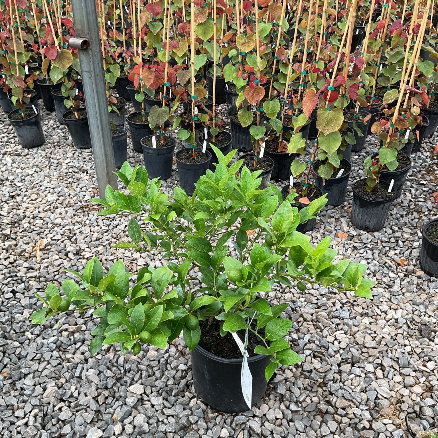 Mexican Key Lime shrub in a #3 container with glossy green foliage and developing fruit, displayed at a nursery.