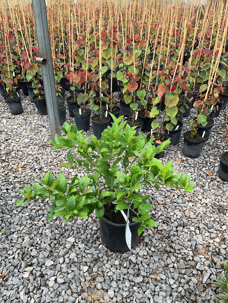 Mexican Key Lime shrub in a #3 container with glossy green foliage and developing fruit, displayed at a nursery.