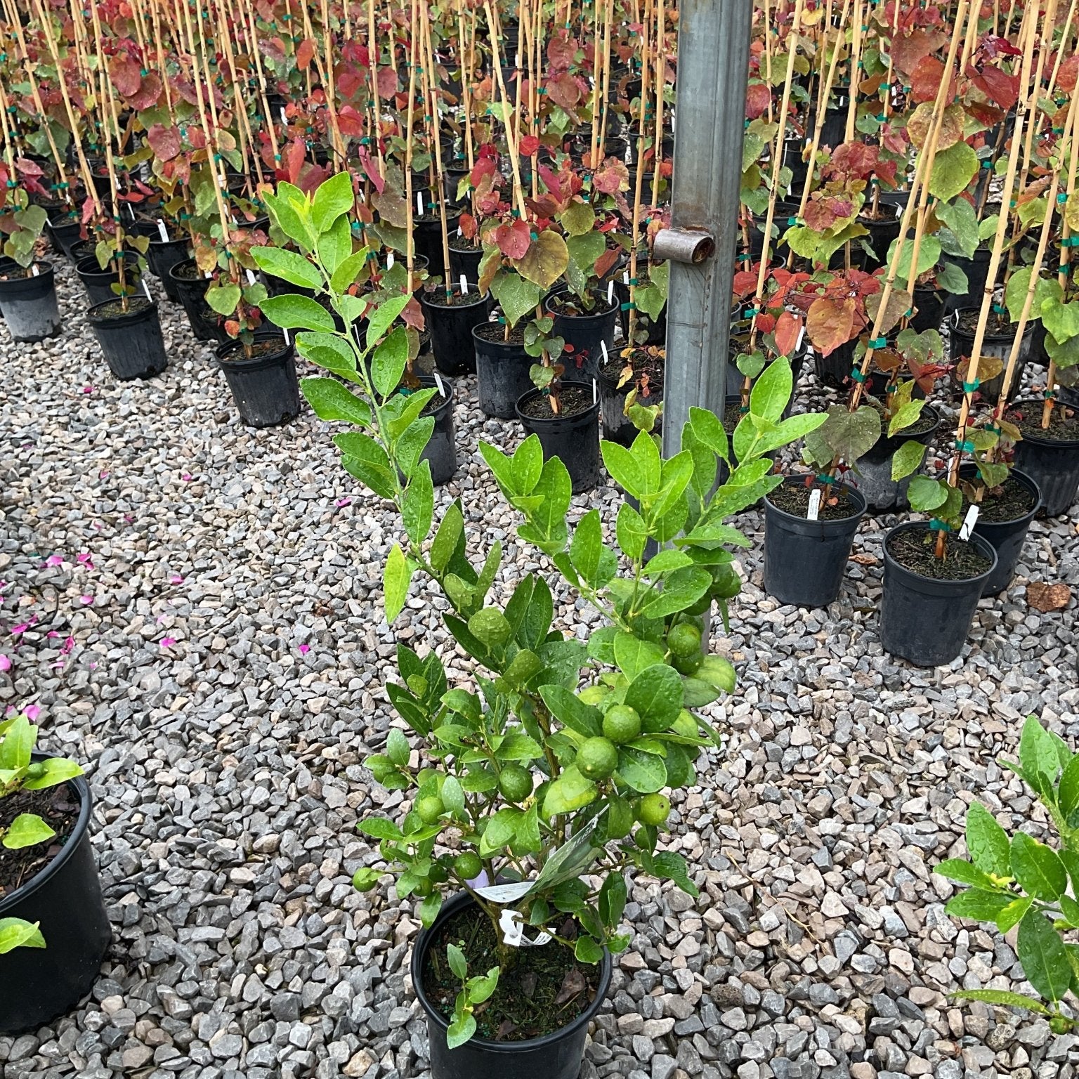 Mexican Key Lime tree in a #1 container with small green limes ripening among glossy foliage, displayed in a nursery greenhouse.