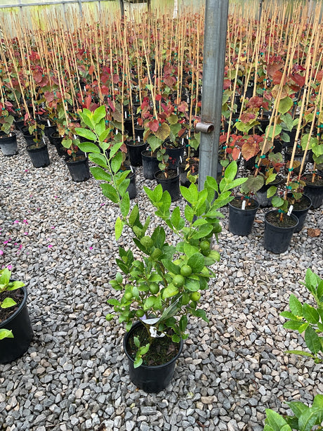 Mexican Key Lime tree in a #1 container with small green limes ripening among glossy foliage, displayed in a nursery greenhouse.