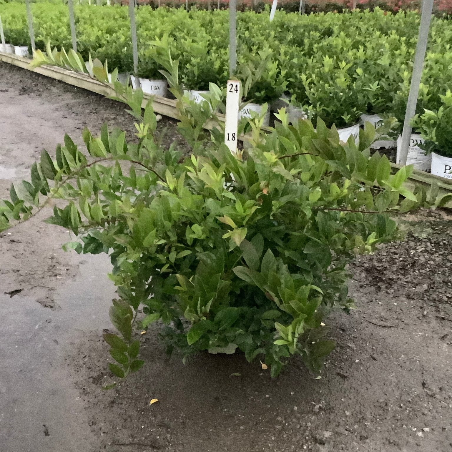 Fountains Of Rouge Virginia Sweetspire shrub in a #3 container at a nursery, showing dense glossy green foliage.