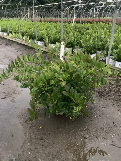 Fountains Of Rouge Virginia Sweetspire shrub in a #3 container at a nursery, showing dense glossy green foliage.