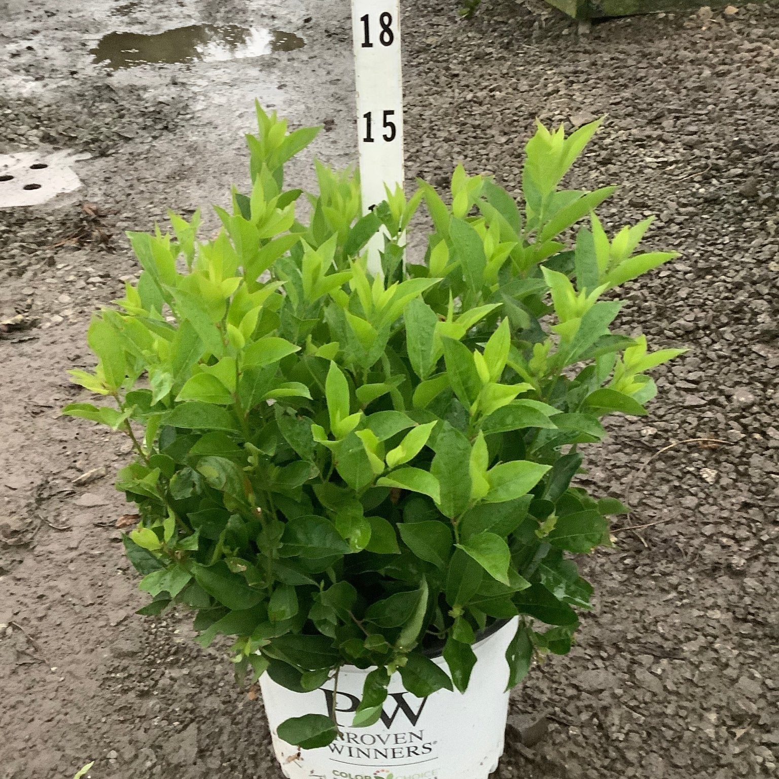 Little Henry Virginia Sweetspire shrub in a #3 Proven Winners container, showing dense bright green foliage.
