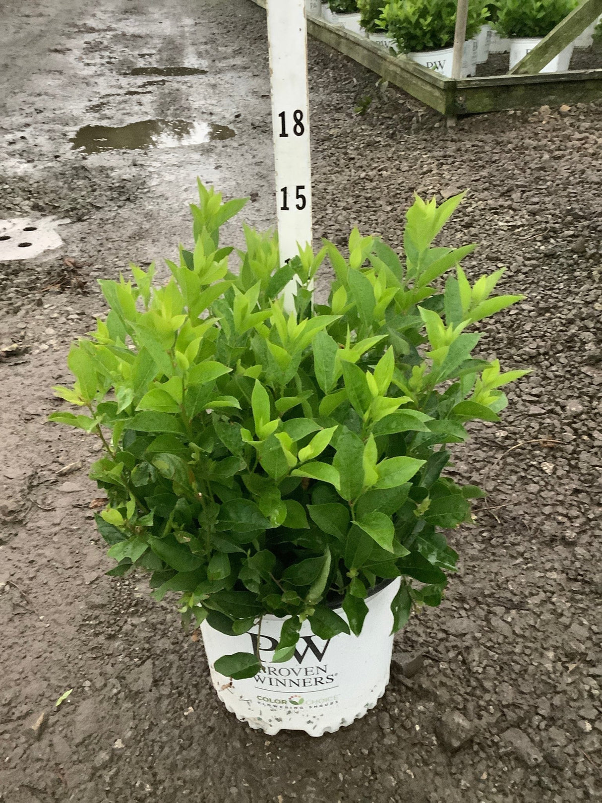 Little Henry Virginia Sweetspire shrub in a #3 Proven Winners container, showing dense bright green foliage.