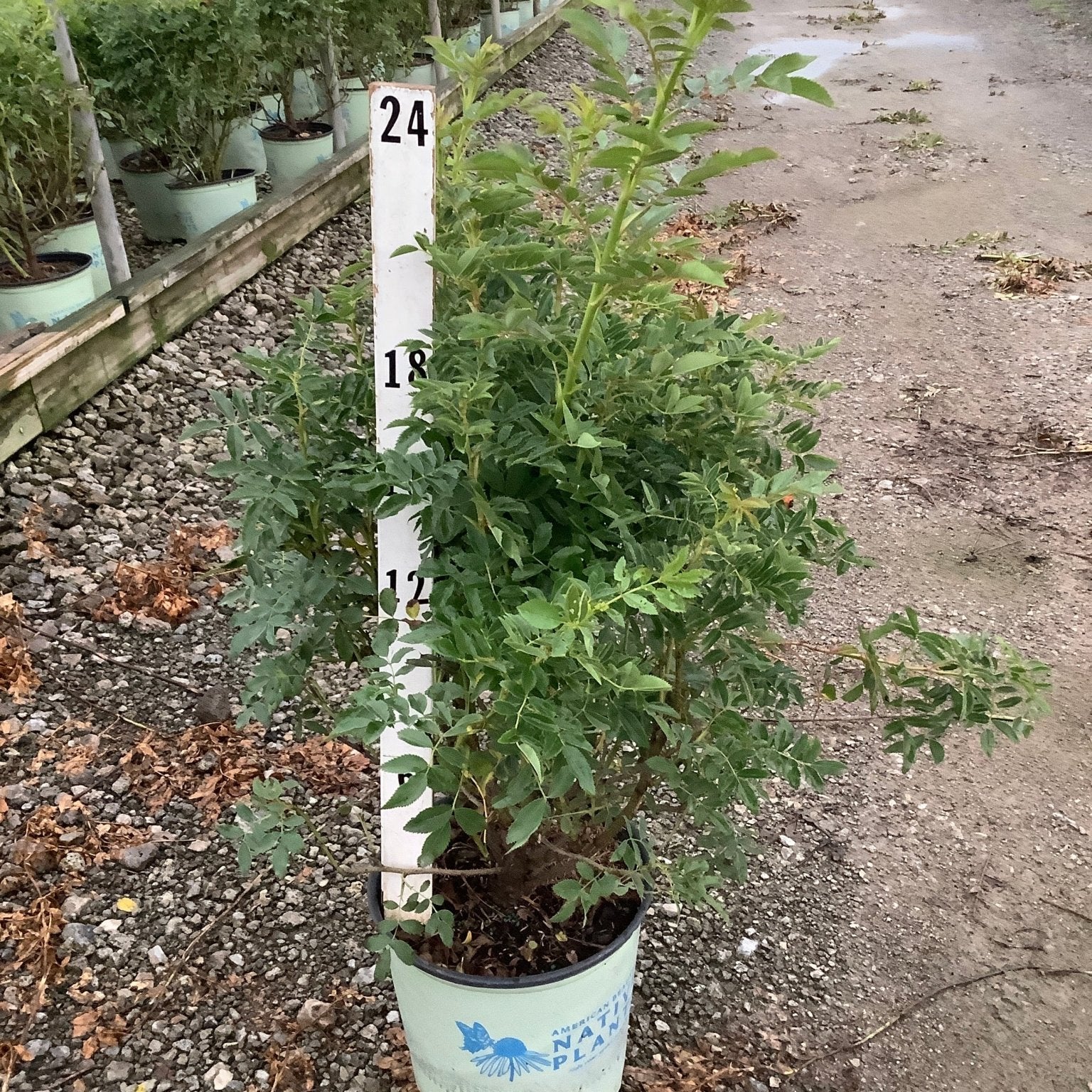 Virginia Rose shrub in a #2 container at a nursery, showing dense green foliage reaching about 24 inches tall.