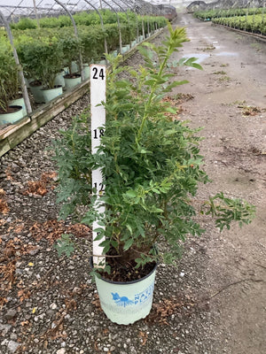 Virginia Rose shrub in a #2 container at a nursery, showing dense green foliage reaching about 24 inches tall.