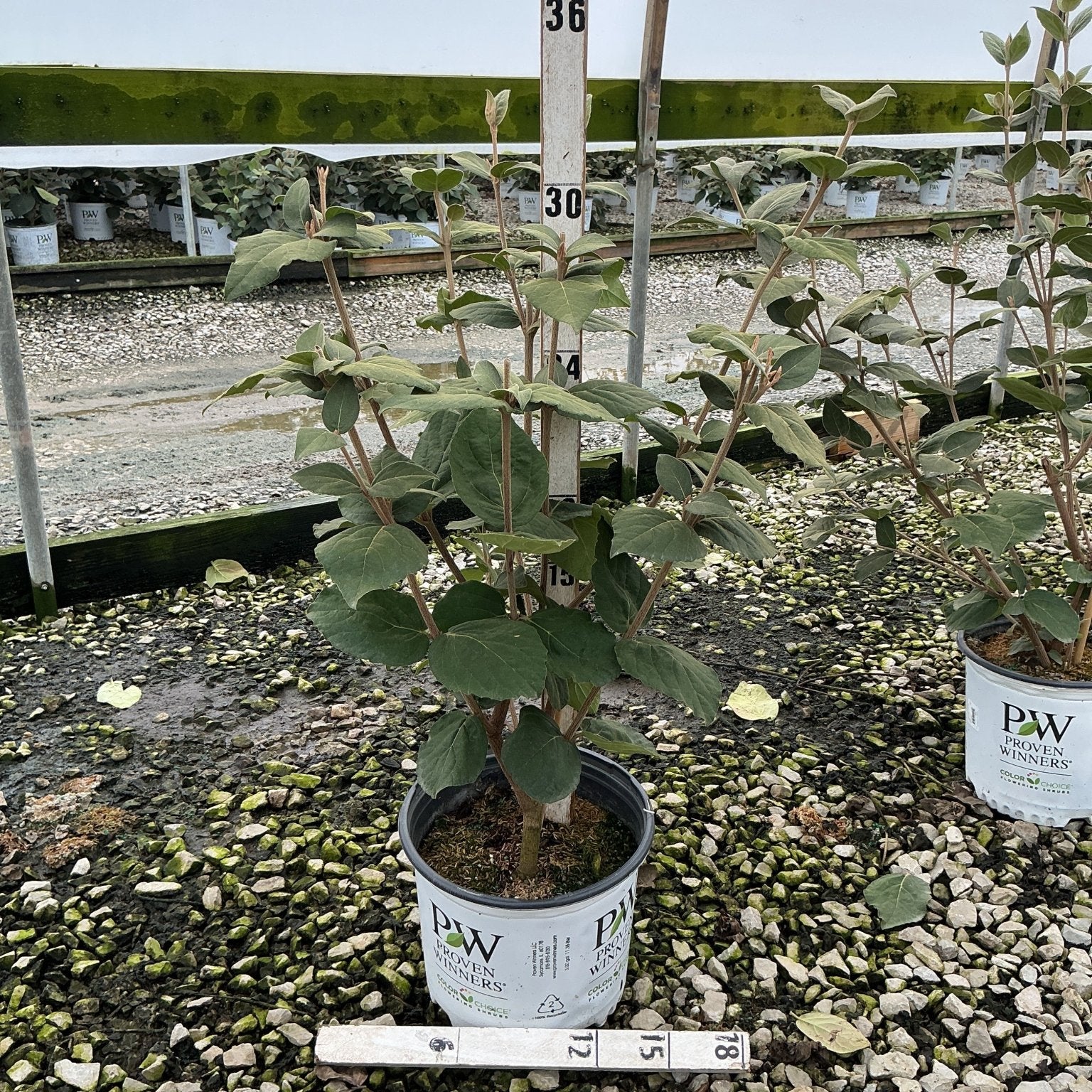 Spice Girl Korean Spice Viburnum shrub in a Proven Winners #3 container, showing multi-stem habit and green foliage.