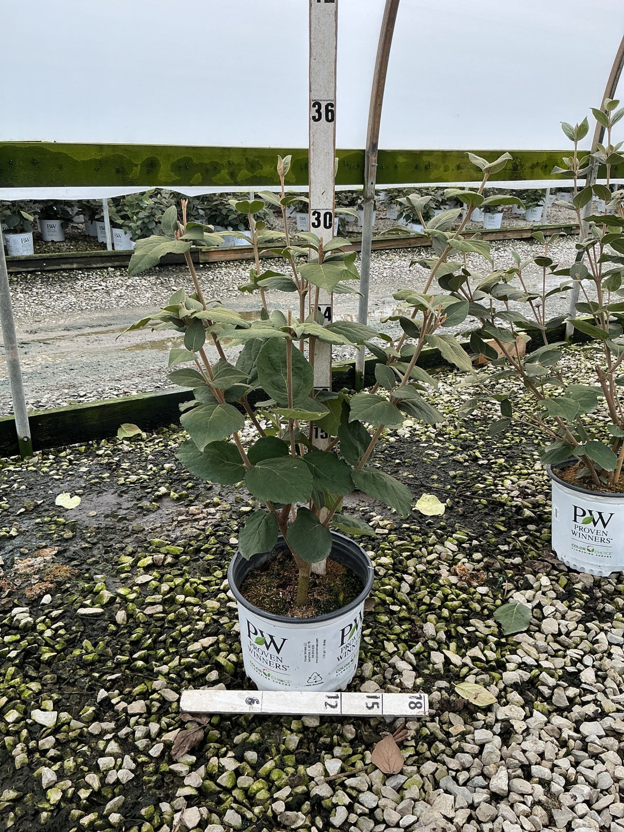 Spice Girl Korean Spice Viburnum shrub in a Proven Winners #3 container, showing multi-stem habit and green foliage.