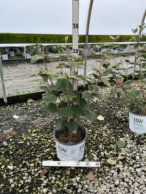 Spice Girl Korean Spice Viburnum shrub in a Proven Winners #3 container, showing multi-stem habit and green foliage.