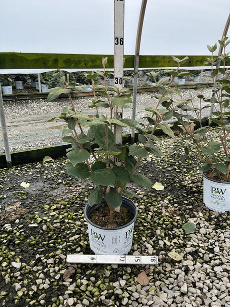 Spice Girl Korean Spice Viburnum shrub in a Proven Winners #3 container, showing multi-stem habit and green foliage.