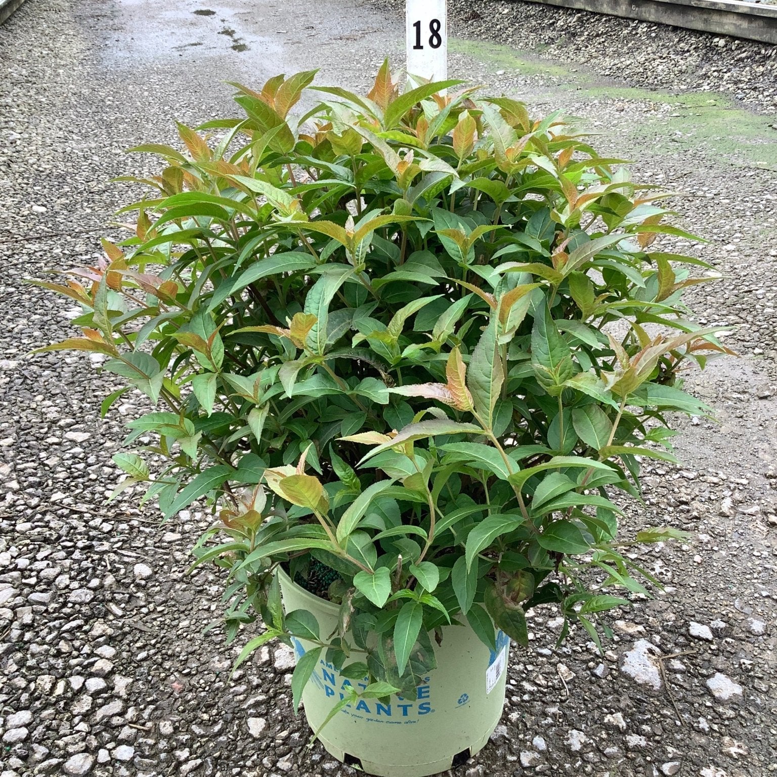 Bee Wren Bush Honeysuckle shrub in a #3 container showing dense green foliage with reddish new growth tips.