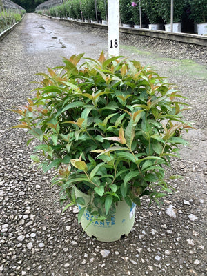 Bee Wren Bush Honeysuckle shrub in a #3 container showing dense green foliage with reddish new growth tips.