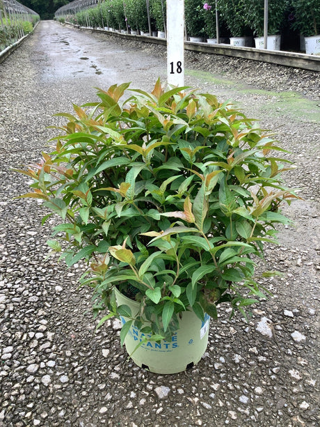 Bee Wren Bush Honeysuckle shrub in a #3 container showing dense green foliage with reddish new growth tips.