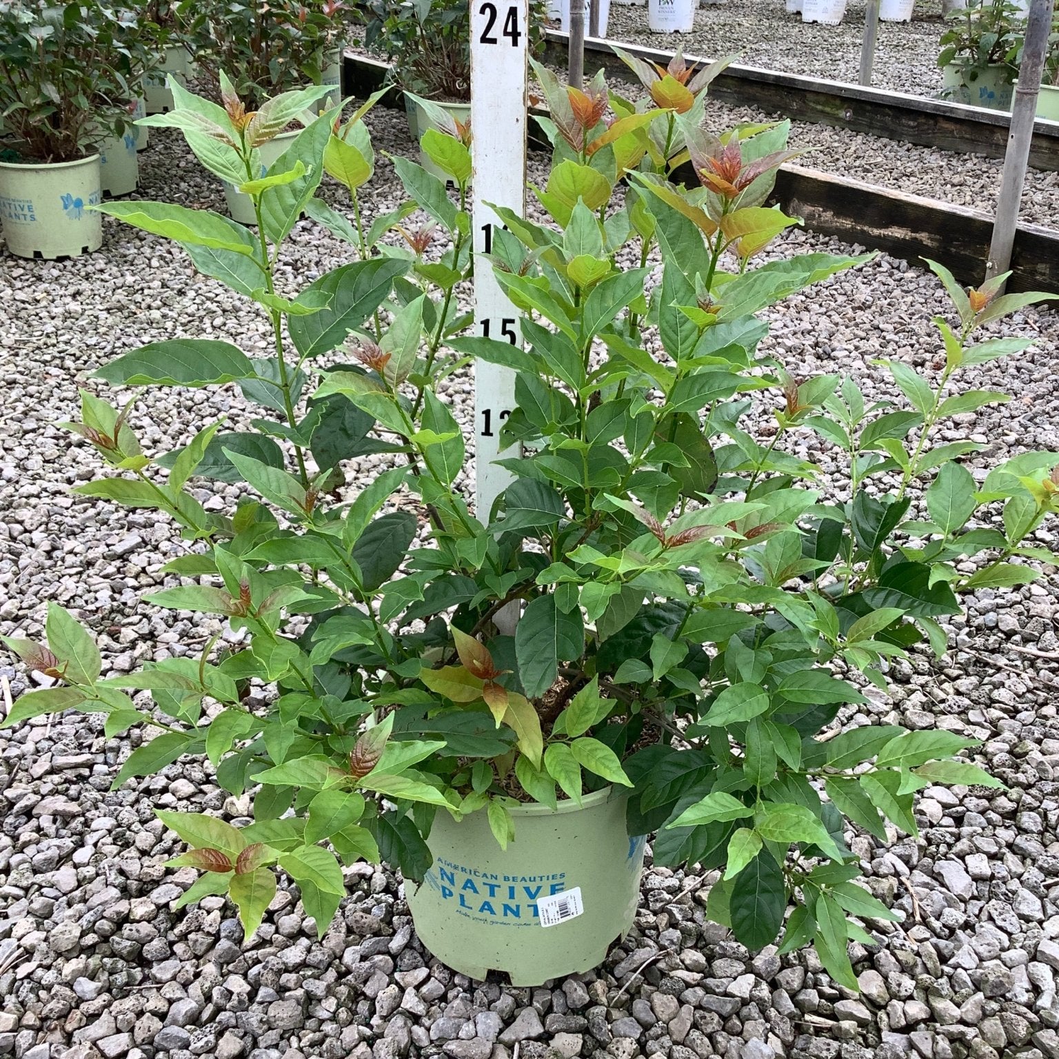 Crimson Comet Buttonbush shrub in a #3 nursery container showing green foliage with reddish new growth tips.