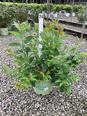 Crimson Comet Buttonbush shrub in a #3 nursery container showing green foliage with reddish new growth tips.