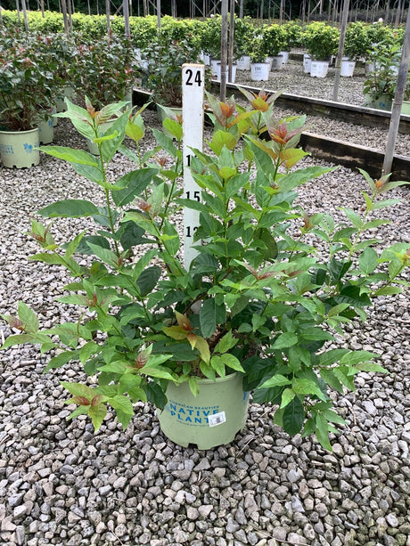 Crimson Comet Buttonbush shrub in a #3 nursery container showing green foliage with reddish new growth tips.