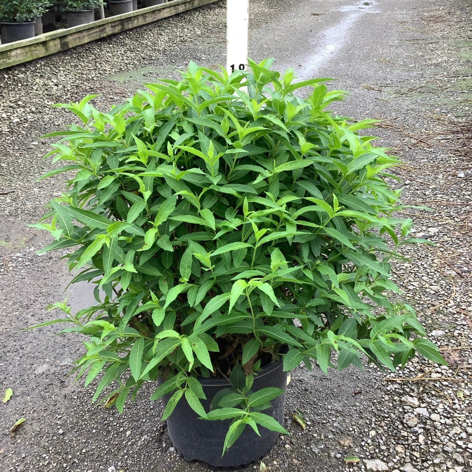 Butterfly Bush Honeysuckle shrub in a #3 container showing dense green foliage at a nursery.
