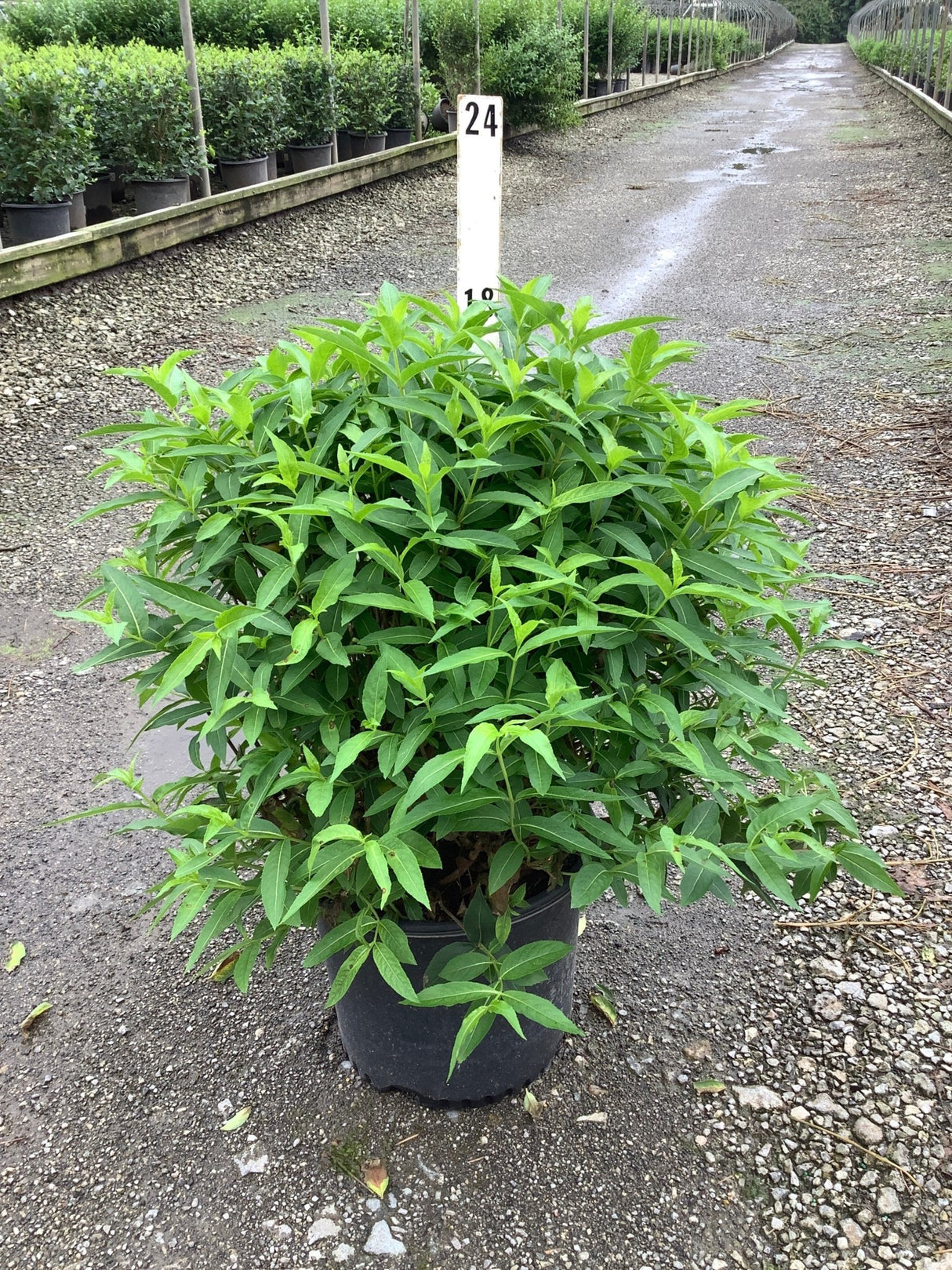 Butterfly Bush Honeysuckle shrub in a #3 container showing dense green foliage at a nursery.