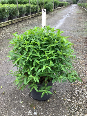 Butterfly Bush Honeysuckle shrub in a #3 container showing dense green foliage at a nursery.