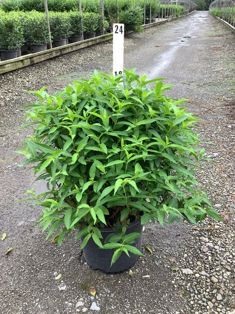 Butterfly Bush Honeysuckle shrub in a #3 container showing dense green foliage at a nursery.