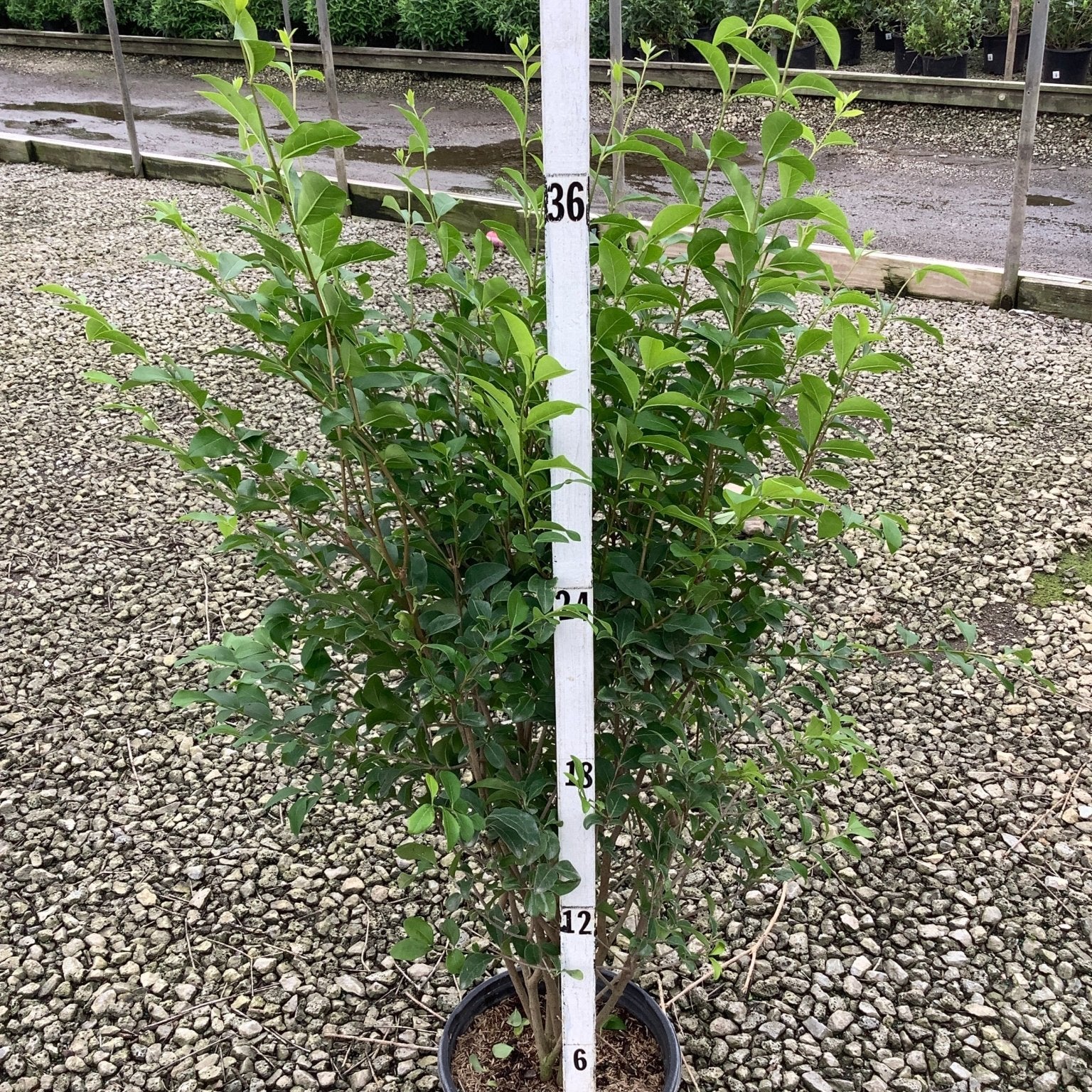 North Privet Hedge shrub in a #3 container shown against a measurement pole at approximately 36 inches tall.