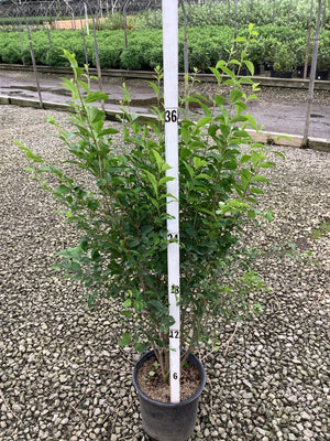 North Privet Hedge shrub in a #3 container shown against a measurement pole at approximately 36 inches tall.