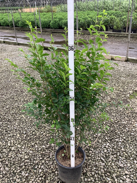 North Privet Hedge shrub in a #3 container shown against a measurement pole at approximately 36 inches tall.