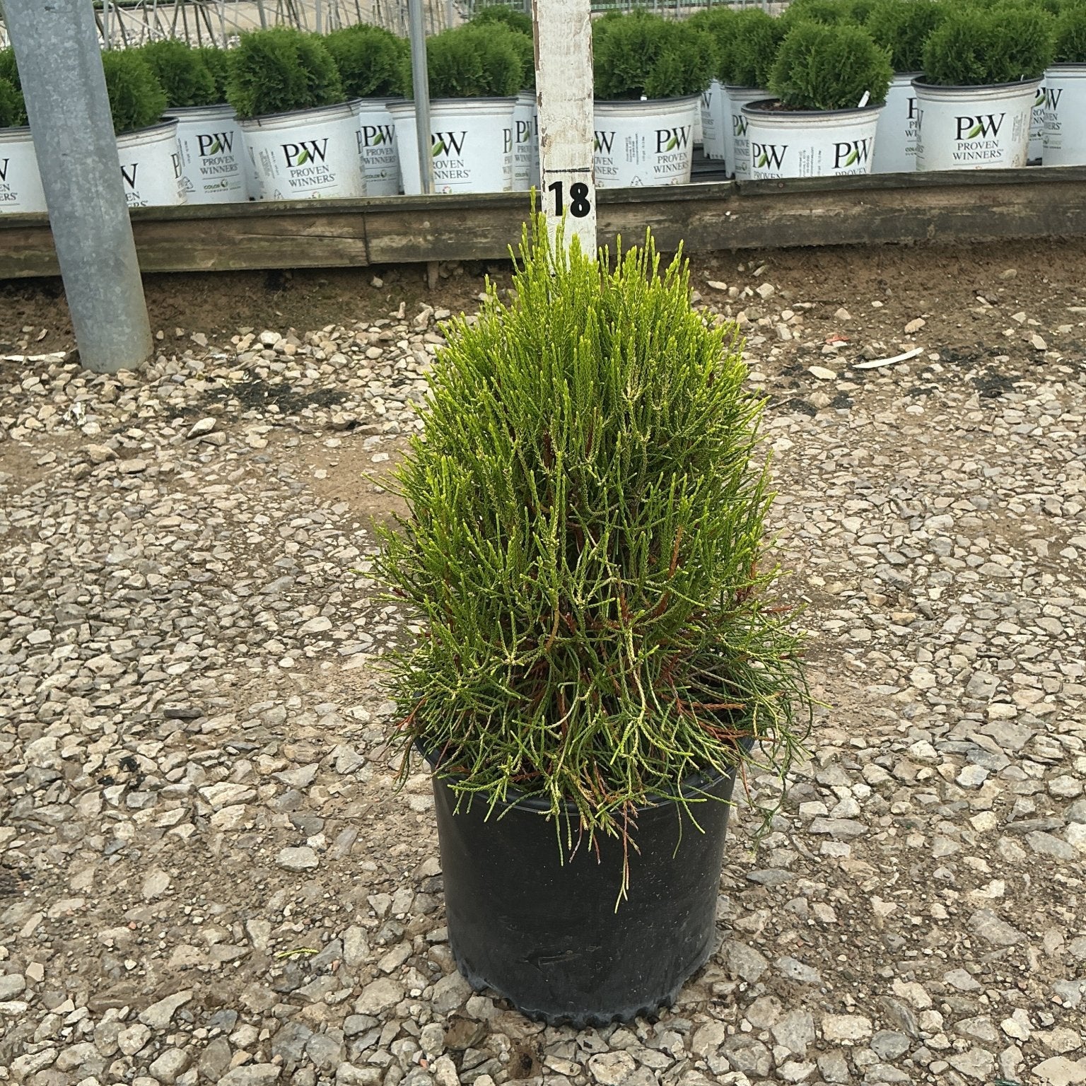 Franky Boy Arborvitae in a black nursery container, showing dense bright green upright foliage at a production greenhouse.