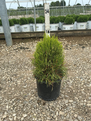 Franky Boy Arborvitae in a black nursery container, showing dense bright green upright foliage at a production greenhouse.