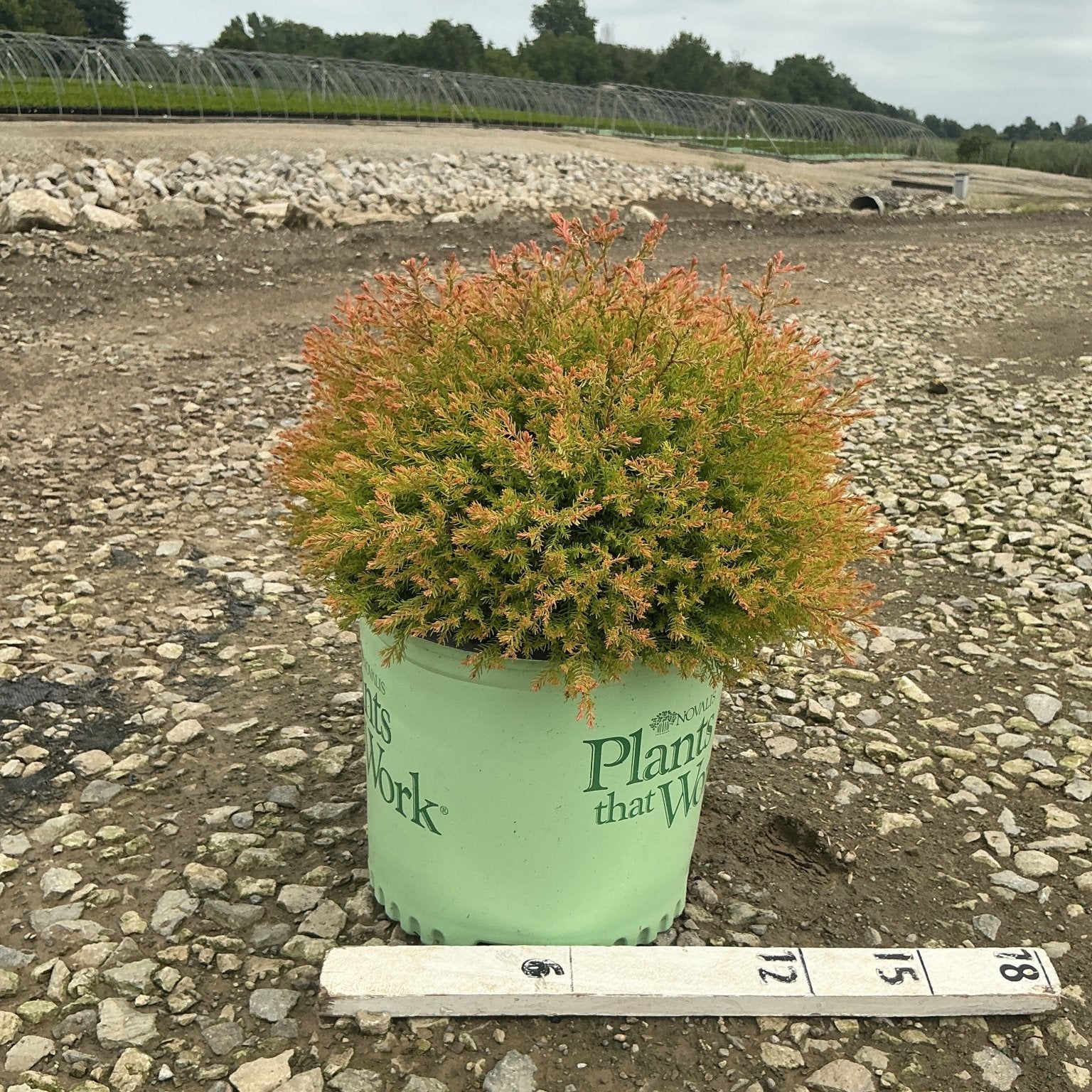 Fire Chief Arborvitae in a #3 container showing dense orange-tipped green foliage with a rounded mounding habit.
