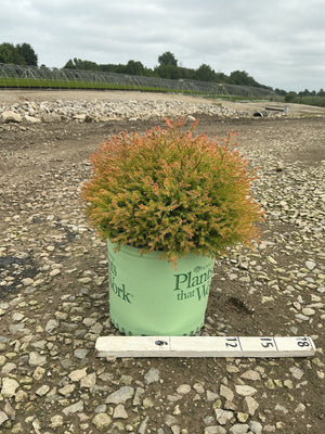 Fire Chief Arborvitae in a #3 container showing dense orange-tipped green foliage with a rounded mounding habit.