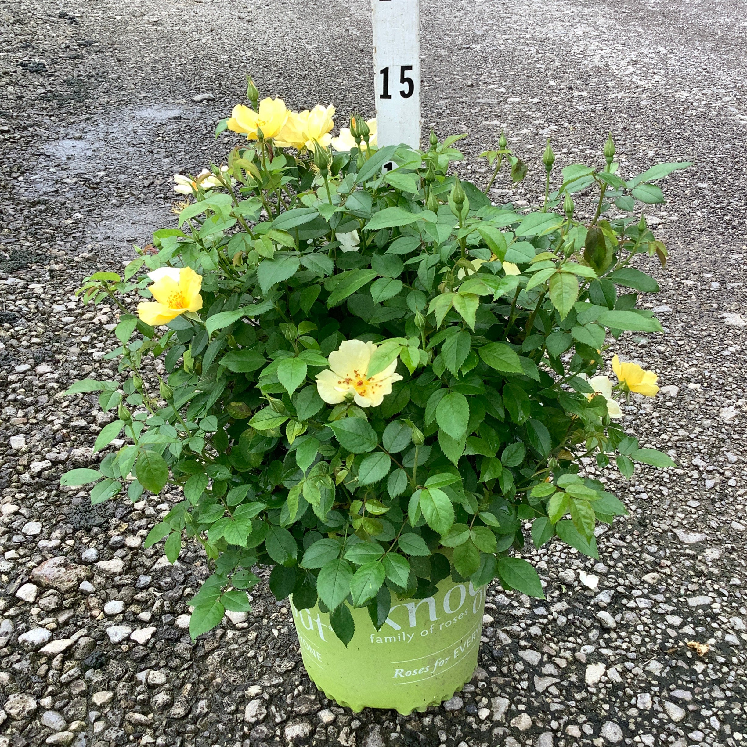 Knock Out Easy Bee-zy Shrub Rose in a #2 container with bright yellow blooms and lush green foliage on a gravel surface.