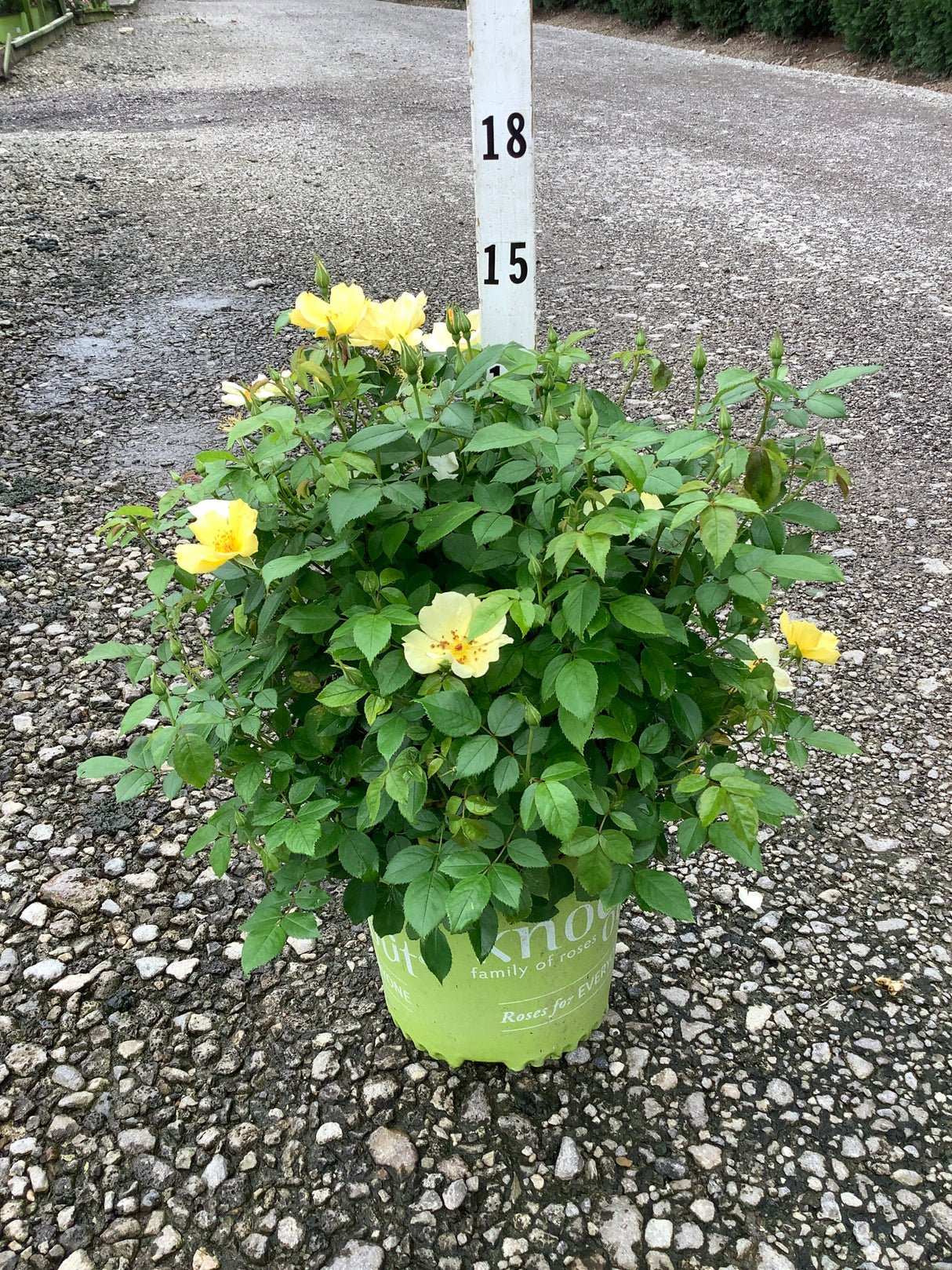 Knock Out Easy Bee-zy Shrub Rose in a #2 container with bright yellow blooms and lush green foliage on a gravel surface.