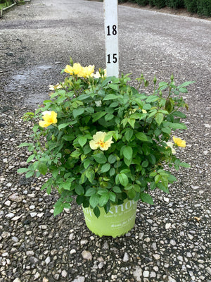 Knock Out Easy Bee-zy Shrub Rose in a #2 container with bright yellow blooms and lush green foliage on a gravel surface.