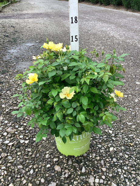 Knock Out Easy Bee-zy Shrub Rose in a #2 container with bright yellow blooms and lush green foliage on a gravel surface.