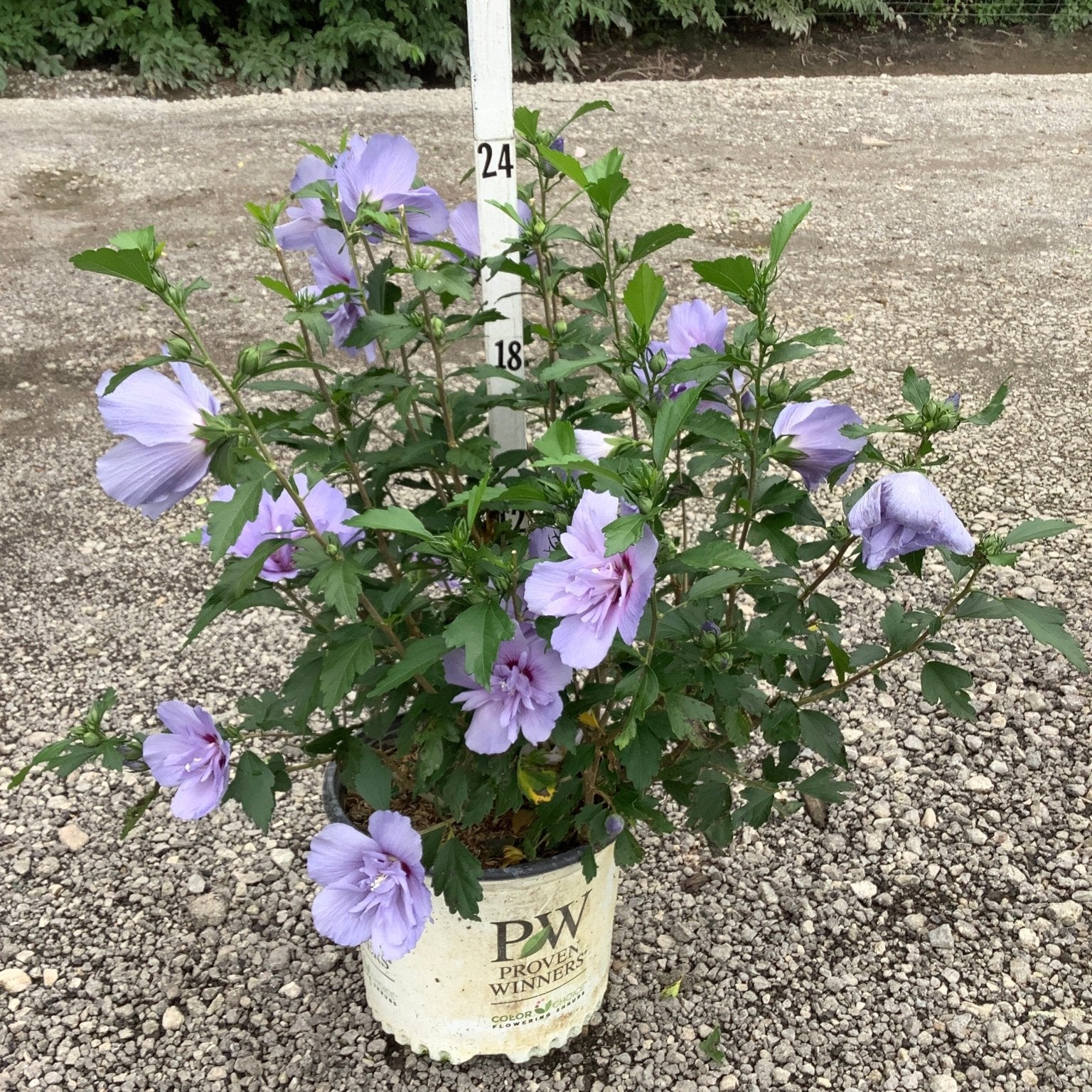 Blue Chiffon Rose of Sharon shrub covered in lavender-blue double blooms growing in a Proven Winners container on gravel.
