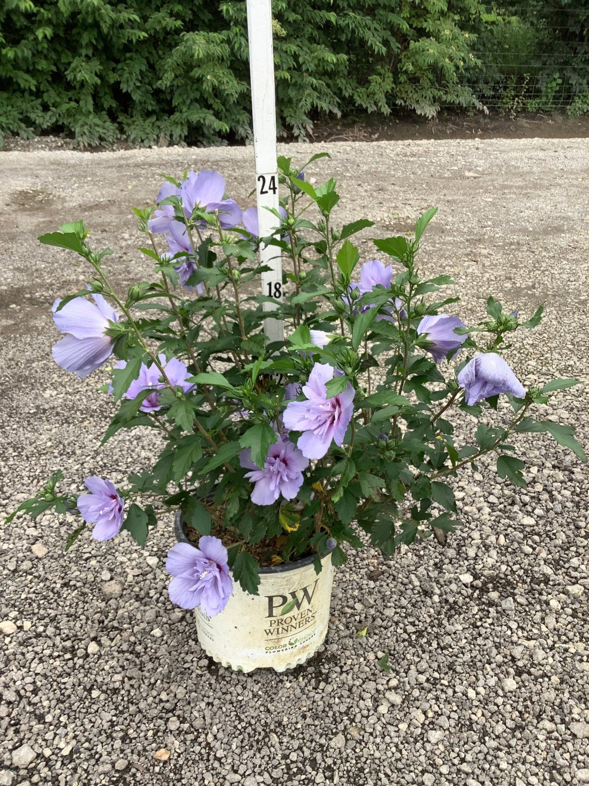 Blue Chiffon Rose of Sharon shrub covered in lavender-blue double blooms growing in a Proven Winners container on gravel.