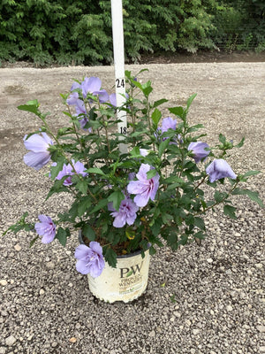Blue Chiffon Rose of Sharon shrub covered in lavender-blue double blooms growing in a Proven Winners container on gravel.