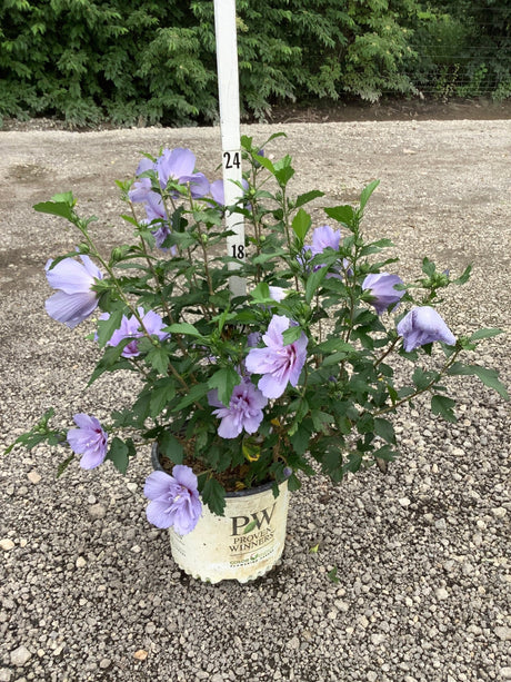 Blue Chiffon Rose of Sharon shrub covered in lavender-blue double blooms growing in a Proven Winners container on gravel.