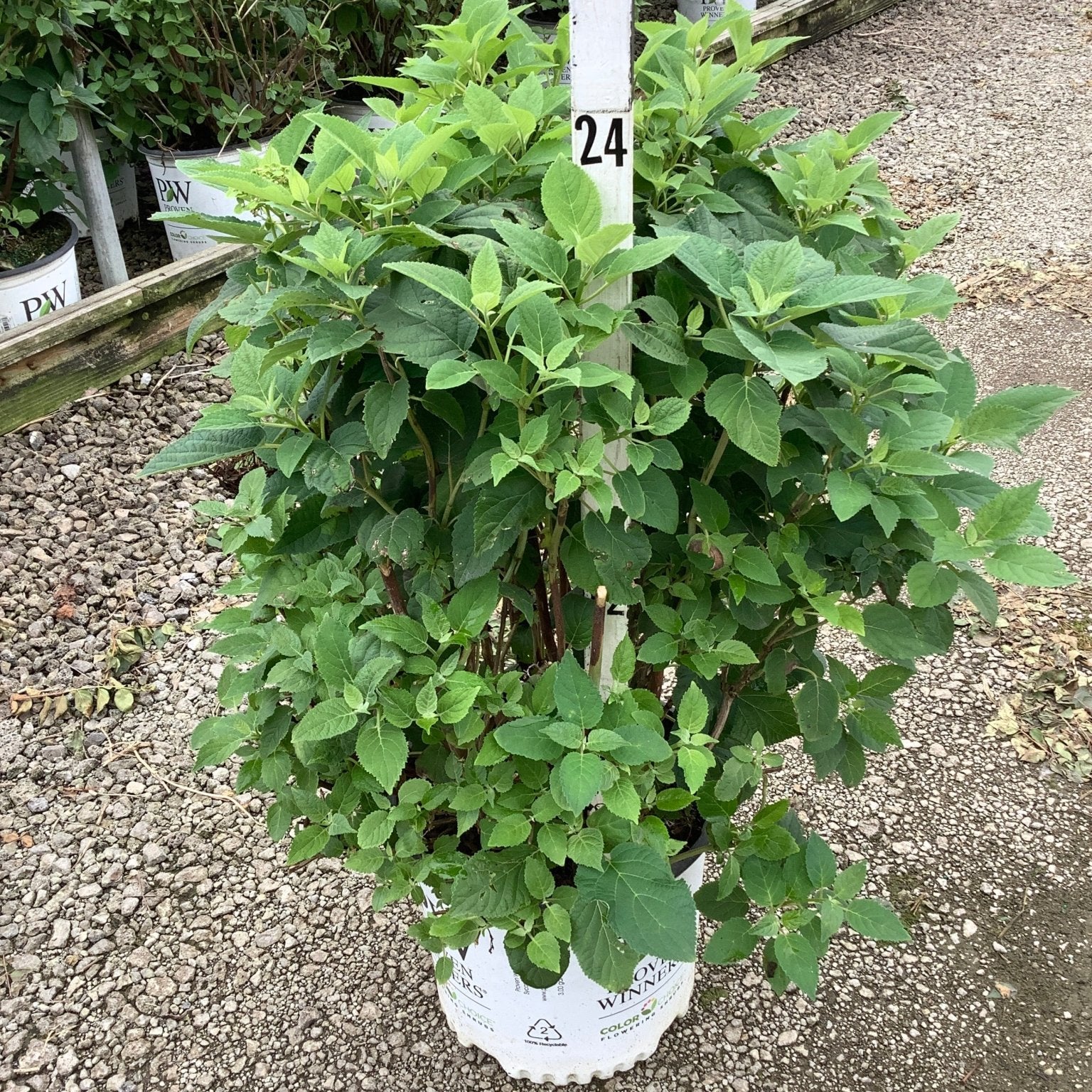 Invincibelle Sublime Smooth Hydrangea shrub in a #3 container showing lush green foliage and bushy upright habit at a nursery.