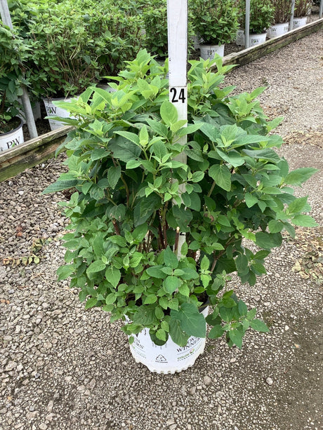 Invincibelle Sublime Smooth Hydrangea shrub in a #3 container showing lush green foliage and bushy upright habit at a nursery.